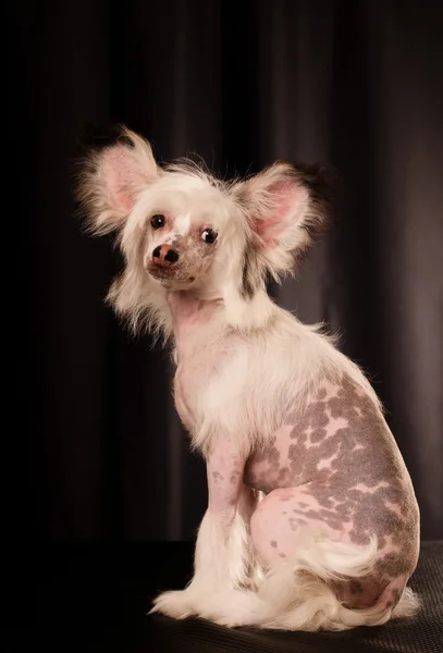 Perro de cresta chino sobre fondo negro — Foto de Stock