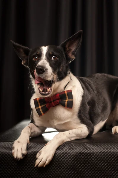 Retrato de estudio de perro blanco y negro — Foto de Stock