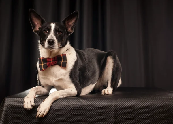 Studioporträt eines schwarz-weißen Hundes — Stockfoto