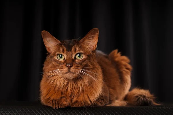 索马里猫肖像 — 图库照片