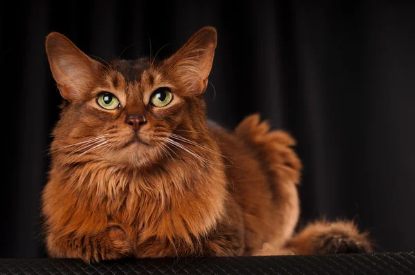 Somálská kočka portrétソマリア猫の肖像画 — Stock fotografie