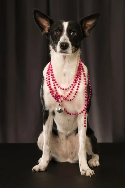 かわいい雑種犬の肖像画 — ストック写真