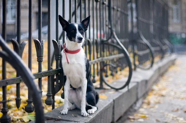 Retrato de cão de raça mista bonito — Fotografia de Stock