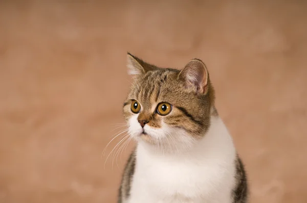 İskoç kedi portre — Stok fotoğraf