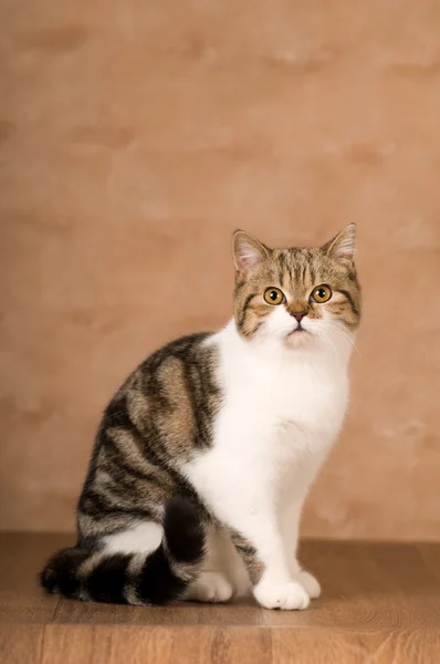 Portret kota szkocki — Zdjęcie stockowe