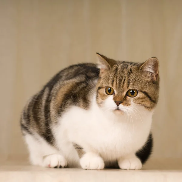 İskoç kedi portre — Stok fotoğraf