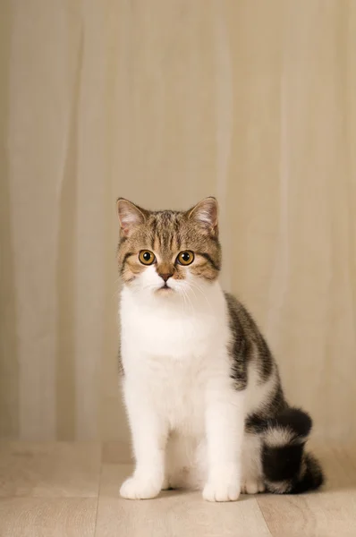 Ritratto gatto scozzese — Foto Stock
