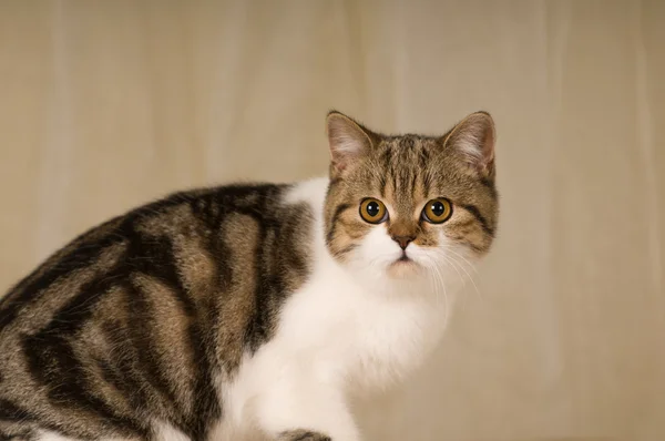 Portret kota szkocki — Zdjęcie stockowe