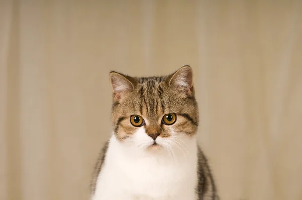 Skót macska portré — Stock Fotó