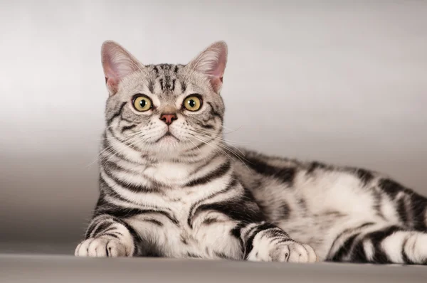 Американский портрет чистокровного короткошерстного кота — стоковое фото