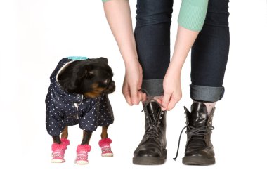 sevimli köpek portre