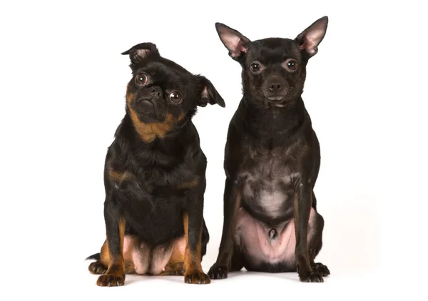 Dois cães de brinquedo em branco — Fotografia de Stock