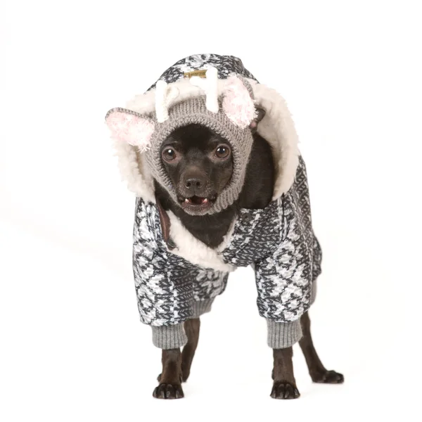 Retrato de cão bonito — Fotografia de Stock