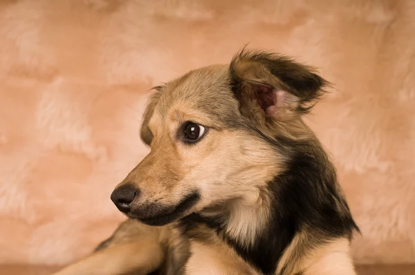 Портрет собаки смешанной породы в студии — стоковое фото