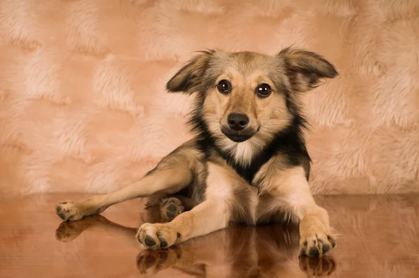 Smíšené plemeno psa portrét ve studiu — Stock fotografie
