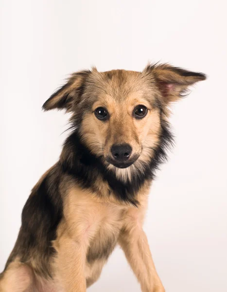 Mixed breed dog portrait at studio — Stock Photo, Image