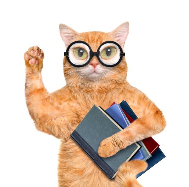 Kitaplar ile kedi. Beyaz izole.