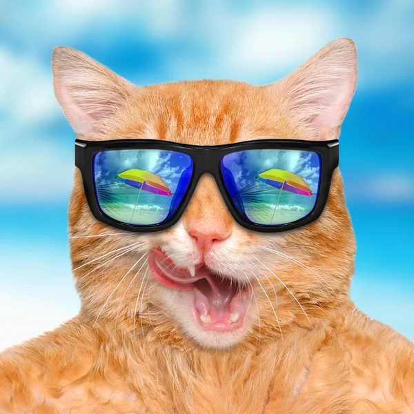 Cat wearing sunglasses relaxing in the sea background — Stock Photo, Image