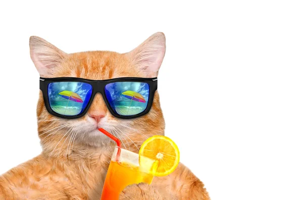 Gato con gafas de sol relajándose en el fondo del mar . — Foto de Stock