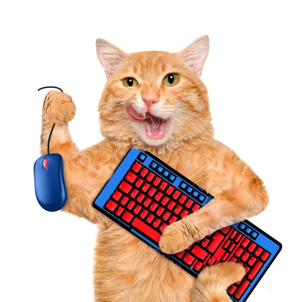 Gato com mouse e teclado de computador . — Fotografia de Stock