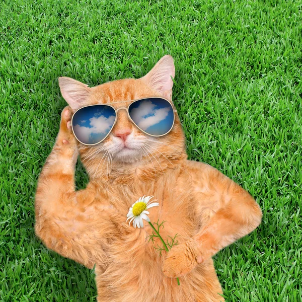 Chat portant des lunettes de soleil relaxant dans l'herbe . — Photo