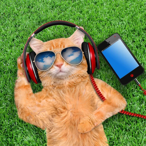 Cat headphones wearing sunglasses relaxing in the grass. — Stock Photo, Image