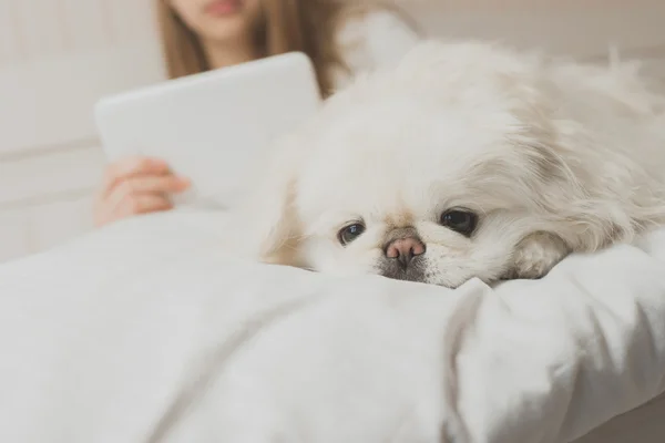 Dziewczyna z psem na łóżku z tabletem. — Zdjęcie stockowe