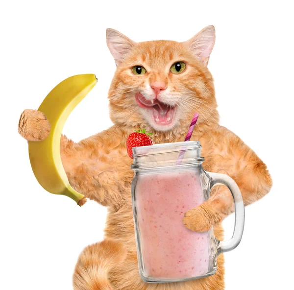 Cat holding smoothie in a jar mug old isolated on white. — Stock Photo, Image