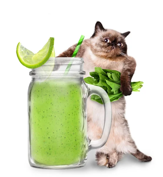 Cat holding smoothie in a jar mug old isolated on white. — Stock Photo, Image