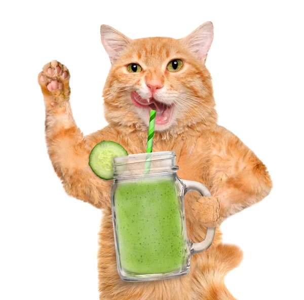 Cat holding smoothie in a jar mug old isolated on white. — Stock Photo, Image