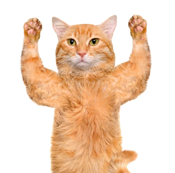 Cat with paws up. — Stock Photo, Image