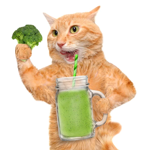 Broccoli cat Stock Photos, Royalty Free Broccoli cat Images | Depositphotos