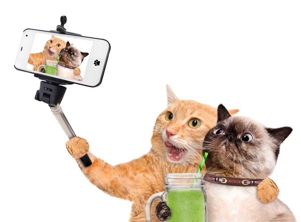 Gatos tirando uma selfie com um smartphone — Fotografia de Stock