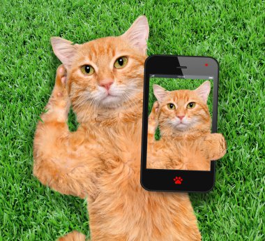 Bir selfie alarak kedi.