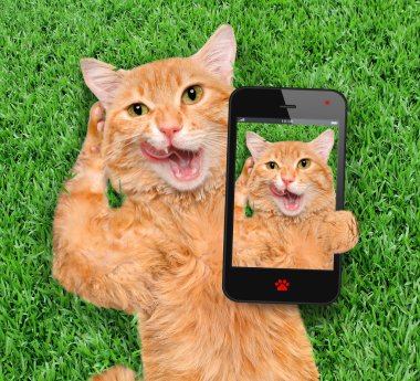 Bir selfie alarak kedi.