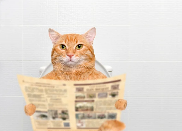 Gato com um jornal em um banheiro . — Fotografia de Stock