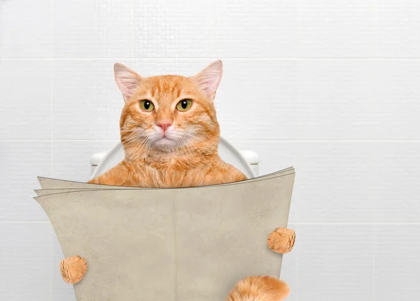 Cat with a newspaper in a toilet. — Stock Photo, Image