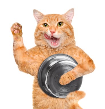 Aç kedi gıda kase, beyaz arka plan üzerinde izole holding.