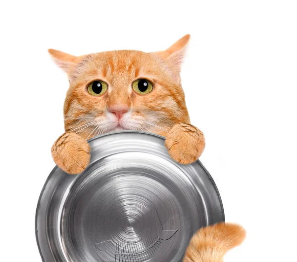 แมวหิวถือชามอาหาร ถูกแยกจากพื้นหลังสีขาว . — ภาพถ่ายสต็อก