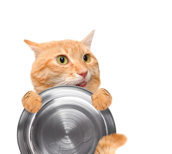 Hungry cat holding food bowl , isolated on white background. — Stock Photo, Image