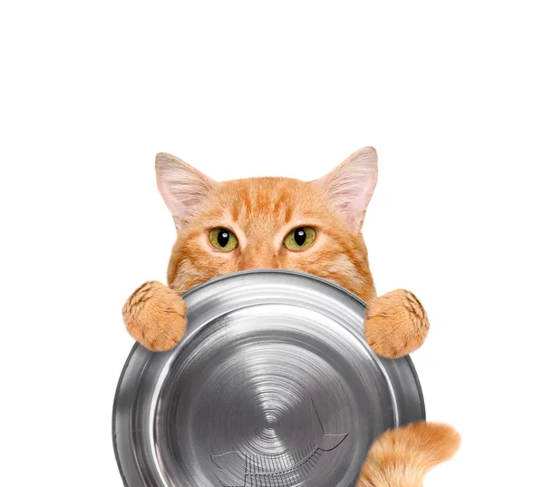 แมวหิวถือชามอาหาร ถูกแยกจากพื้นหลังสีขาว . — ภาพถ่ายสต็อก