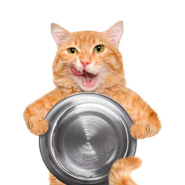 Gato faminto segurando tigela de comida, isolado no fundo branco . — Fotografia de Stock