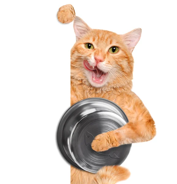 Hungry cat holding food bowl . Over white banner. — Stock Photo, Image