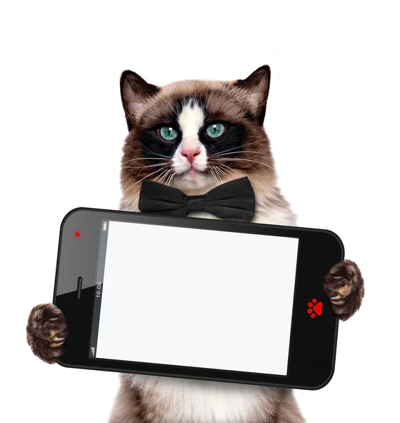 Fashionable cat holding a blank cell phohe. — Stock Photo, Image