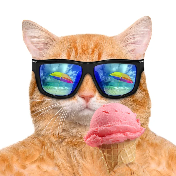 Cat wearing sunglasses relaxing in the sea background. Red cat eats ice cream. — Stock Photo, Image