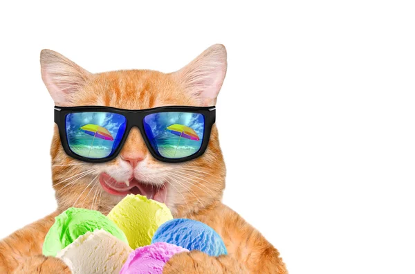 Cat wearing sunglasses relaxing in the sea background. Red cat eats ice cream. — Stock Photo, Image