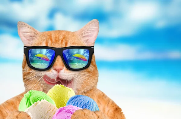 Kat dragen van een zonnebril ontspannen op de achtergrond van de zee. Rode kat eet ijs. — Stockfoto