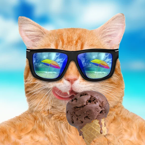Katt bär solglasögon avkopplande i havet bakgrunden. Röd katt äter glass. — Stockfoto