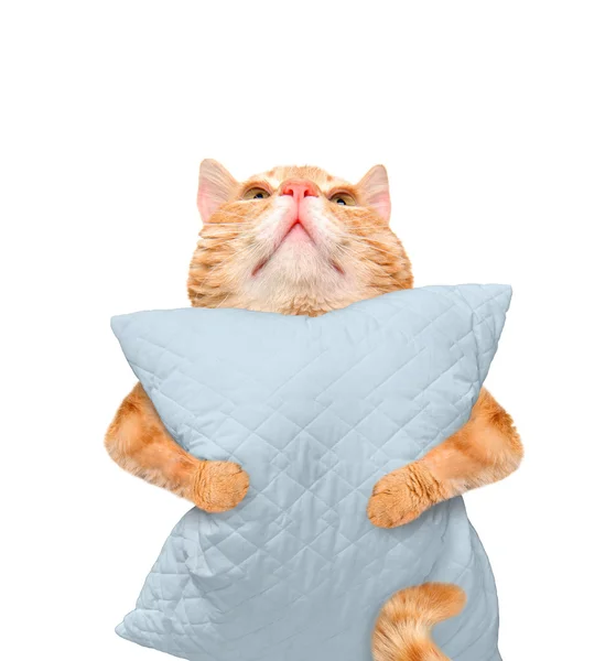 Gato con almohada. Aislado sobre blanco . — Foto de Stock