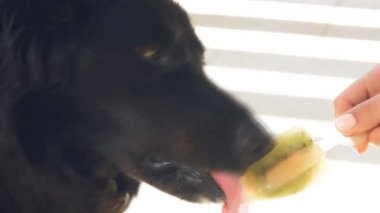 dondurma yiyen köpek.